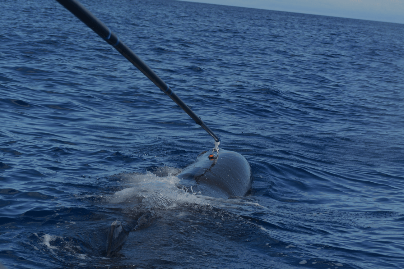 Ballenas dentadas