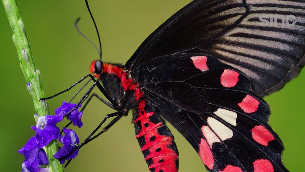 mariposa negra (Pachliopta aristolochiae)