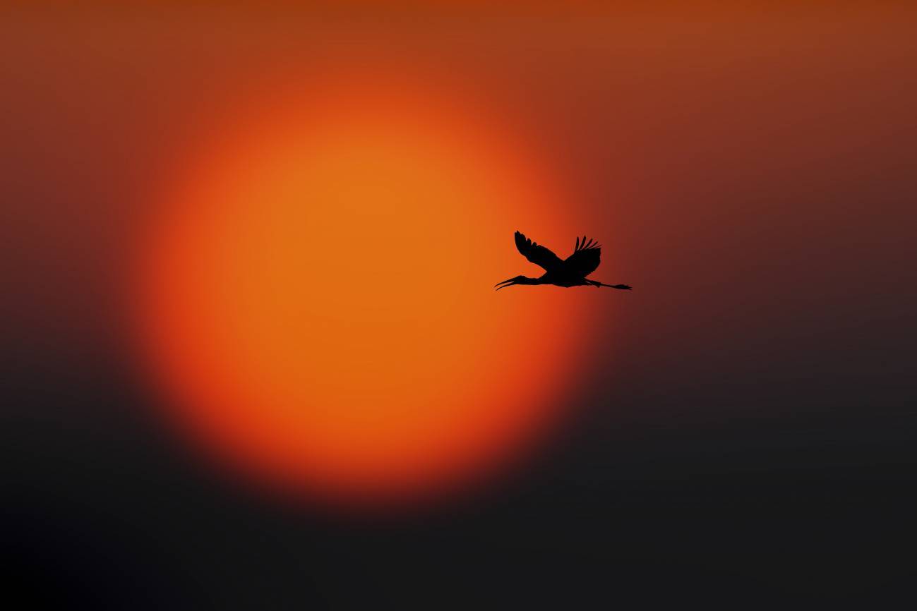 ave amanecer