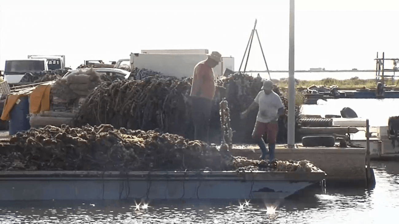 Dos mejilloneros trabajando