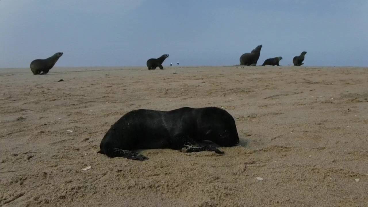 lobos marinos