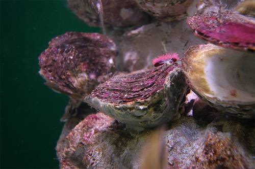 Ostrea edulis, ejemplar de la exposición 'Fabricantes de perlas'  del Aquarium Finisterrae.