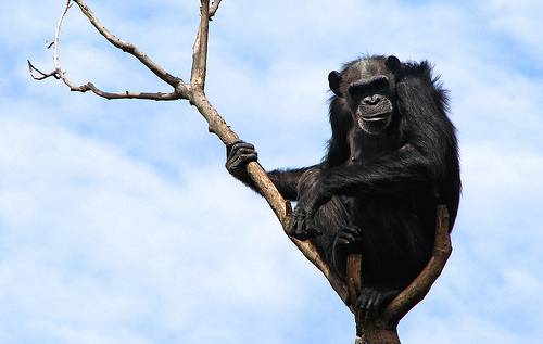 Chimpancé. Foto: Gato Azul.