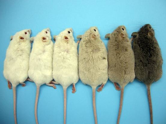 Modelos animales para el estudio del albinismo
