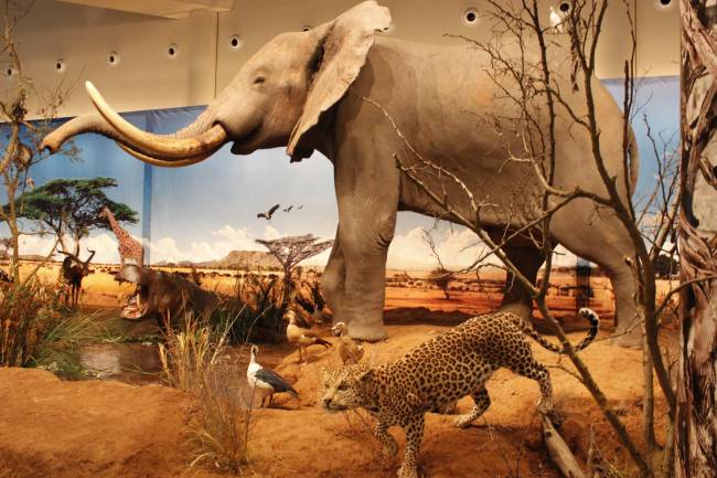 Imagen de la exposición "Señores de la sabana y otros animales salvajes"