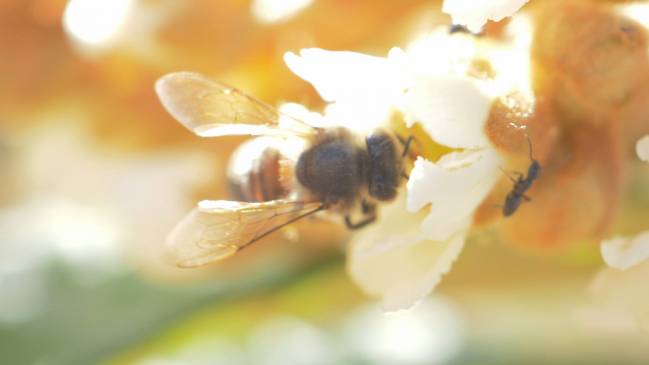 abejas, flor