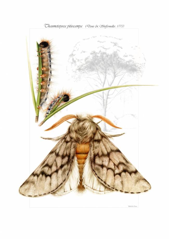 «Thaumetopea Pitiocampa», de Mafalda Paiva 