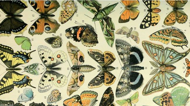 Dibujos de distintas especies de mariposas