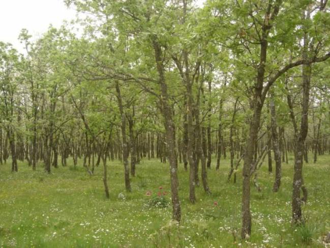 Quercus pirenaica. 