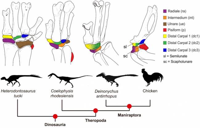 Detrás de esta transformación evolutiva se encuentra una reducción a la mitad en el número de huesos de la muñeca