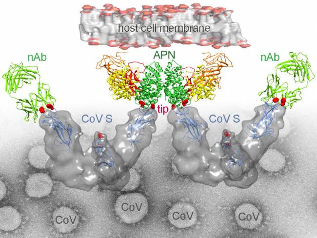 Coronavirus