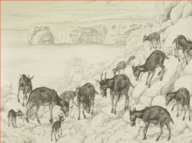 Reconstrucción paleobiológica Myotragus
