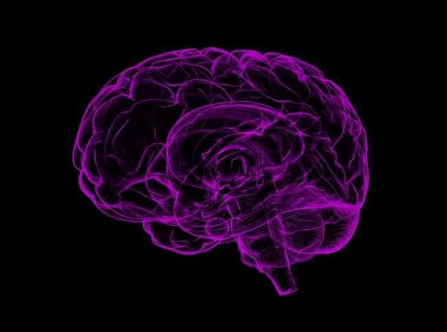 ilustración de un cerebro