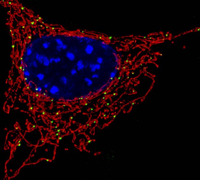 Las mitocondrias (en color rojo) son orgánulos que dotan a la célula de energía. / NICHD. 