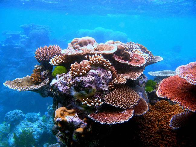 Gran Barrera de Coral. / Wikipedia