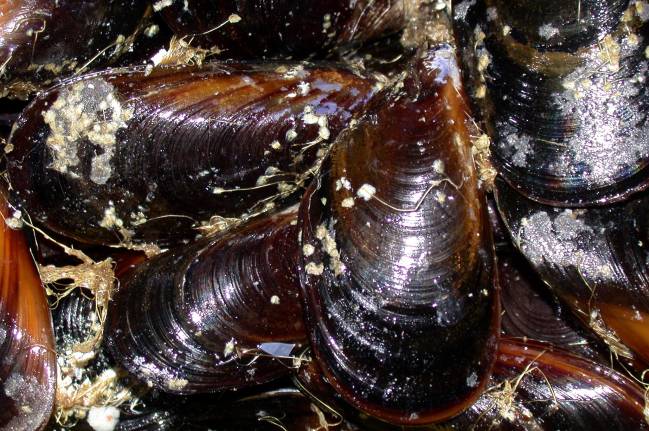 Conchas de mejillones. Fuente: intef
