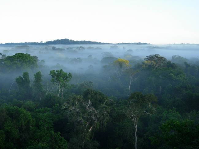 Los investigadores han comprobado que se produce un empobrecimiento general de la diversidad filogenética en los bosques fragmentados