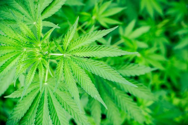 cannabis
