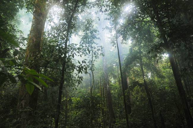 Selva nubosa 