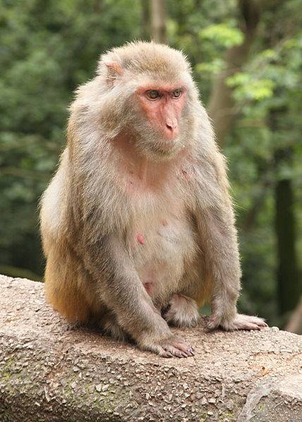 mono rhesus
