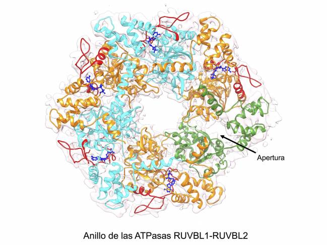 Anillo RUVBL1-RUVBL2