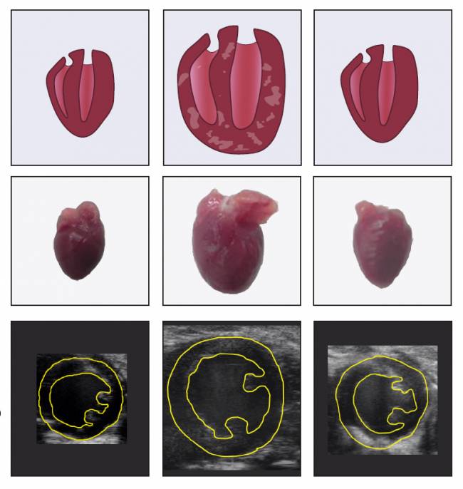 corazón de ratones