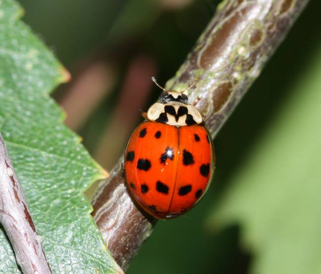Harmonia axyridis o mariquita arlequín. / Deanster 1983 