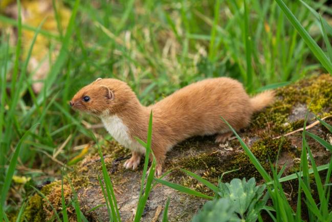 magen de una comadreja actual.