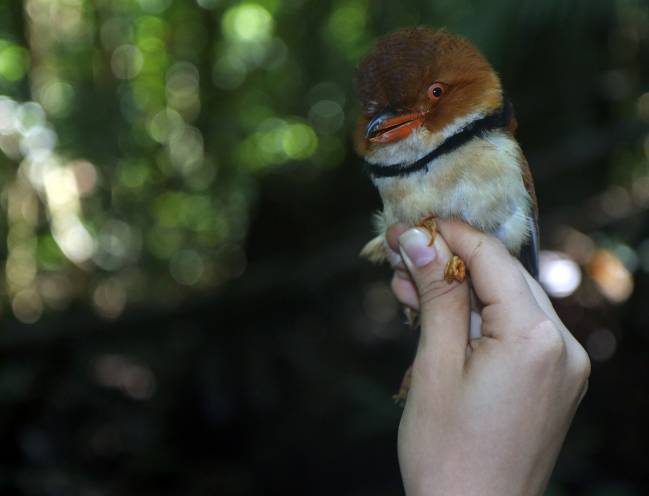 Un pájaro amazónico