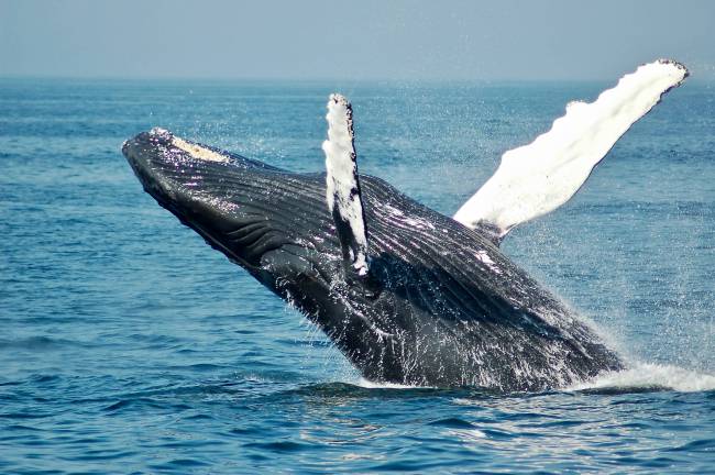 ballena jorobada canto, inmersión