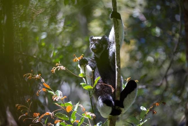 Foto de un lémur en la selva tropical de Madagascar