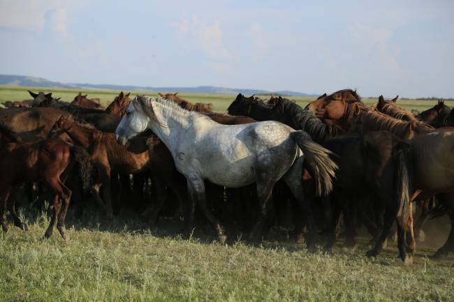 Caballos kazajos