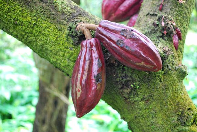 Imagen de un cacaotero