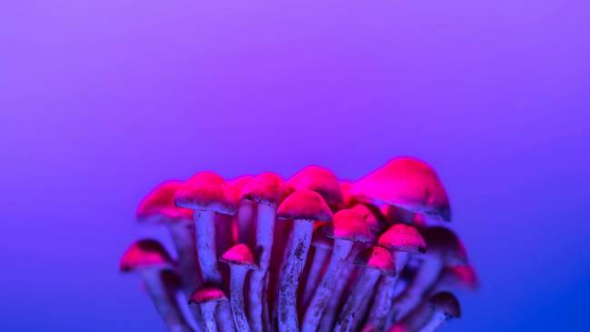 Hongos de colores vibrantes