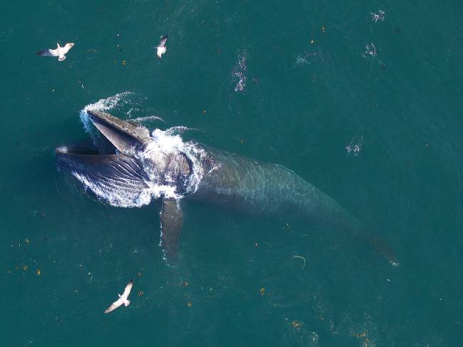 Una ballena jorobada