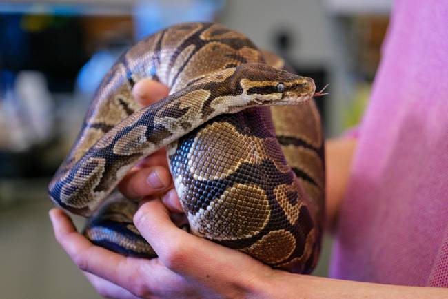 Imagen de la pitón del experimento