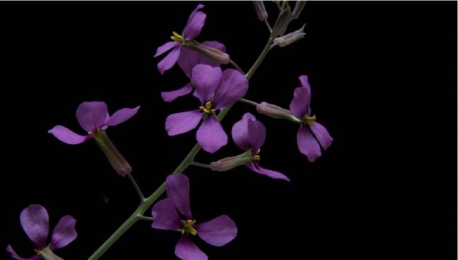Moricandia moricandioides. / Lucía Desoto, (EEZA-CSIC)