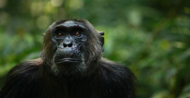 Un chimpancé del grupo Ngogo del Parque Nacional de Kibale en Uganda