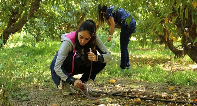 Estudiantes participantes recogiendo moscas de la fruta 