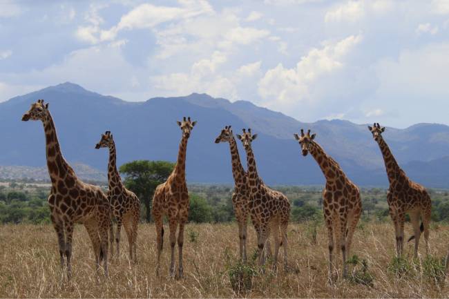 Jirafa Parque Nacional del Valle de Kidepo en Uganda. / Michael Brown ©