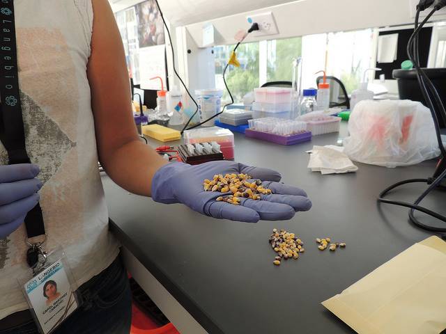 Semillas investigadora