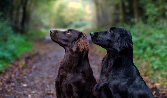 Perros retrievers de pelo liso. / Universidad de Cambridge