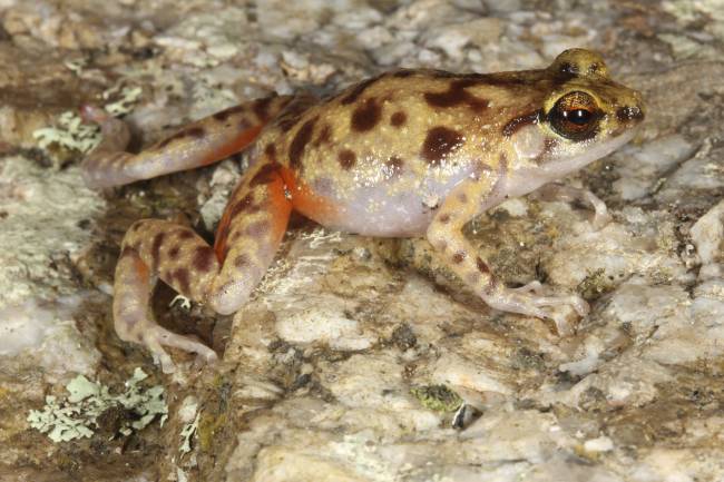 Nueva especie de rana descubierta en el cabo Melville, en Australia Conrad Hoskins / EFE