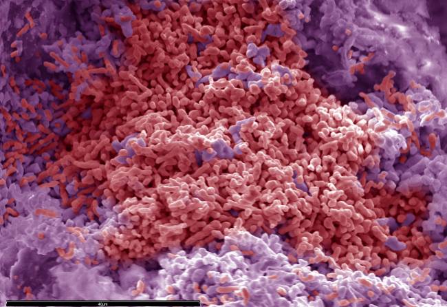 Sin oxígeno, estas bacterias respiran gracias al sulfato presente en su entorno y han sido capaces de formar un yacimiento mineral inédito en el mundo. / Sinc.
