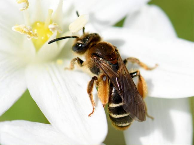 Ejemplar de abeja 'Andrena baetica'