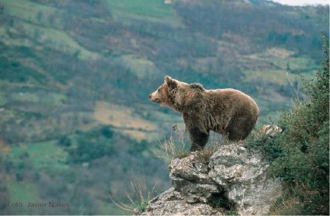 Oso cantábrico.