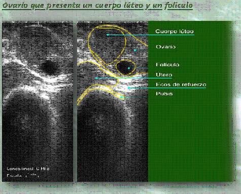 Ovario de una vaca con un cuerpo lúteo y un folículo