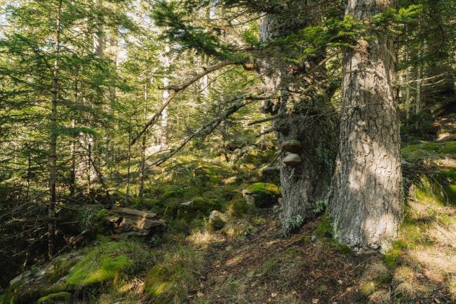 Parque Nacional de Aigüestortes