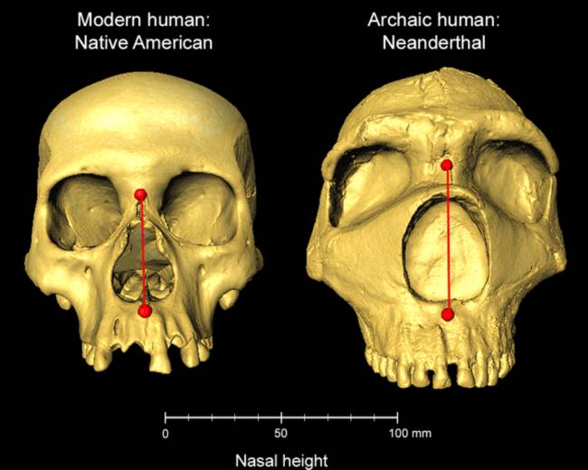 Imagen de una nariz humana moderna junto a la de un neandertal.