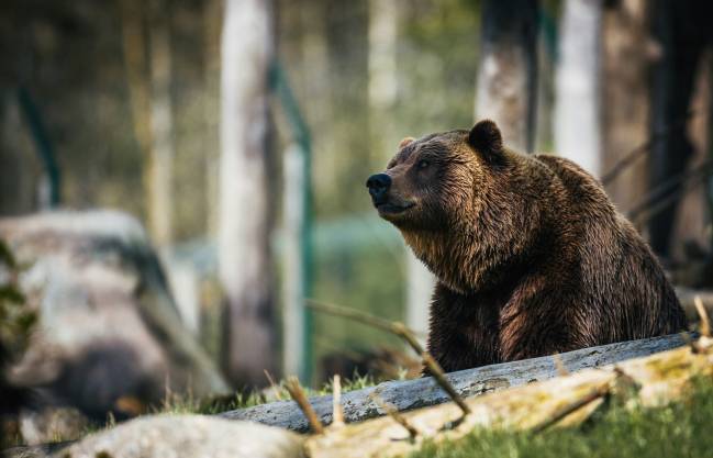 Oso pardo en el bosque